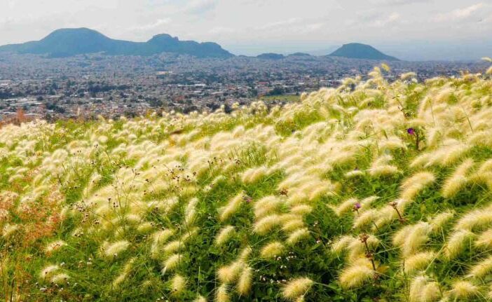 “Un Iztapalapa verde”; la alcaldesa Aleida Alavez creará Consejo Rector para el cuidado de áreas verdes