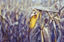 Campesinos de la alcaldía Tláhuac pierden sus cosechas, exigen apoyo al Gobierno Federal