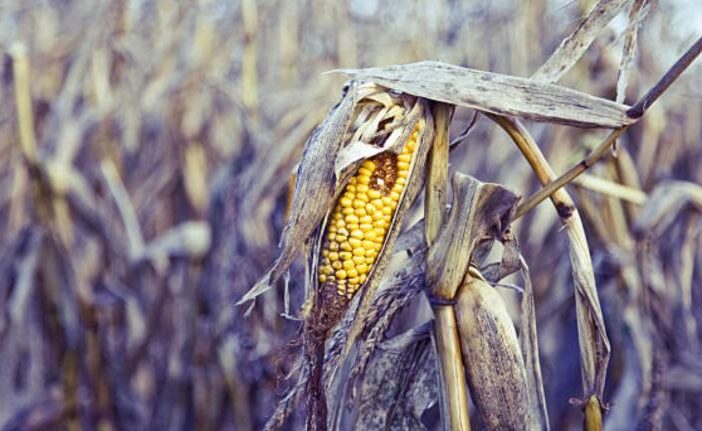 Campesinos de la alcaldía Tláhuac pierden sus cosechas, exigen apoyo al Gobierno Federal