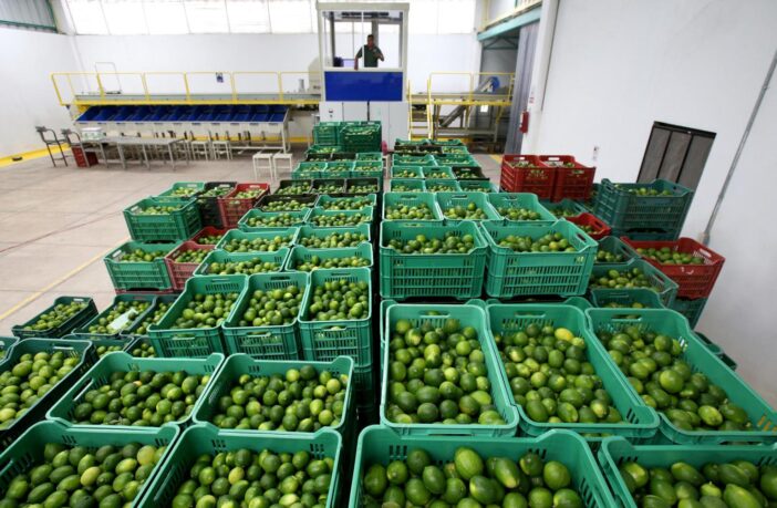 “Autodefensas pueden volver si Gobierno no hace su trabajo”: Guadalupe Mora sobre la extorsión a limoneros en Michoacán