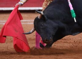 SCJN invalida prohibición de peleas de gallos y corridas de toros en Tepic