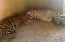 Rescatan a dos tigres abandonados en Sinaloa