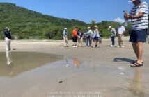 Marinos apoyan eclosión y liberación de tortugas marinas en Guerrero