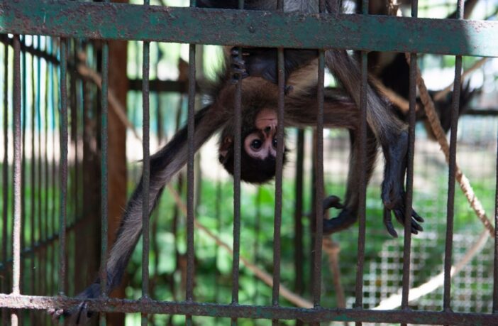 Escapan tres monos de laboratorio tras el vuelco de un camión en Mississippi